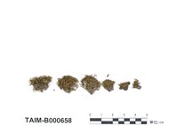 藏品(硬葉澤苔)的圖片